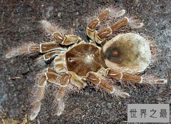 盘点世界上最大的蜘蛛 以鸟为食 瞬间置人于死地