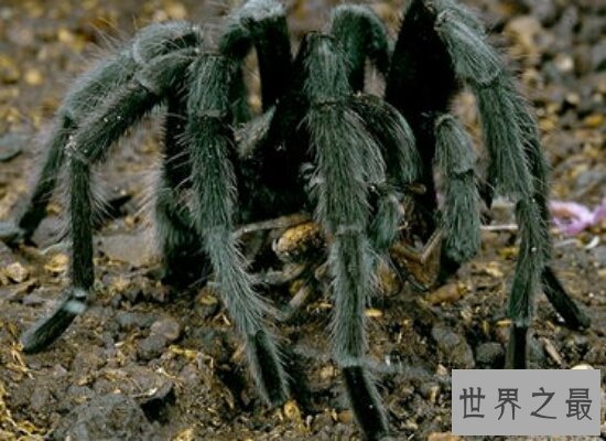 盘点世界上最大的蜘蛛 以鸟为食 瞬间置人于死地