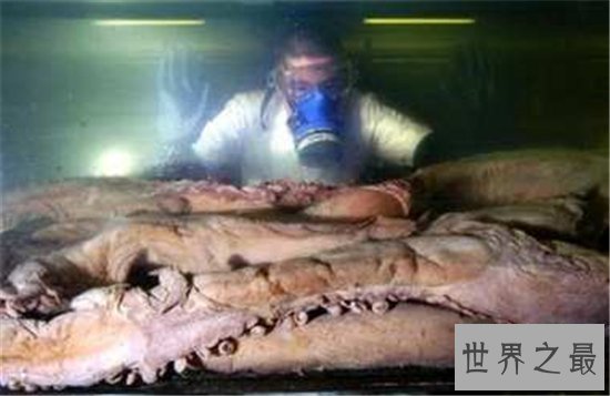 世界上最大的鱿鱼体重竟重达900多斤,竟然只能活一年