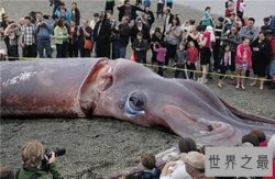 世界上最大的鱿鱼体重竟重达900多斤，竟然只能活一年