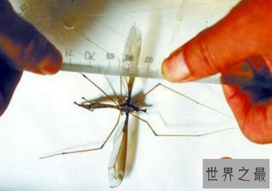 世界上最大的蚊子身长11公分!这蚊子就是华丽巨蚊