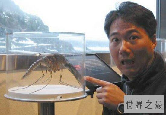 世界上最大的蚊子身长11公分!这蚊子就是华丽巨蚊