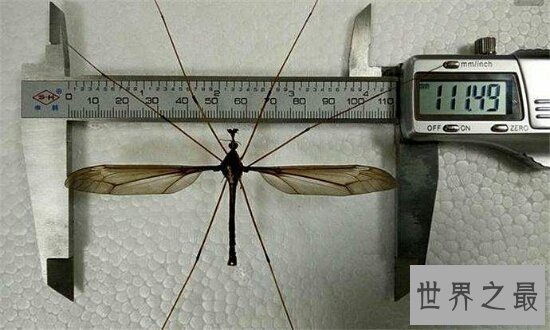 世界上最大的蚊子身长11公分!这蚊子就是华丽巨蚊