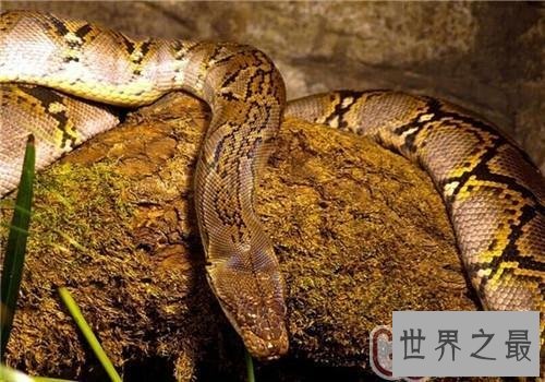现存的世界最大蟒蛇 一口吃个鳄鱼!