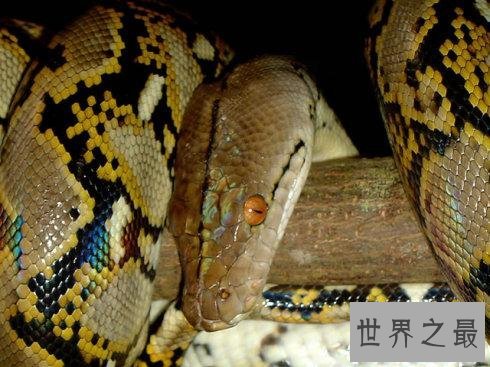 现存的世界最大蟒蛇 一口吃个鳄鱼!