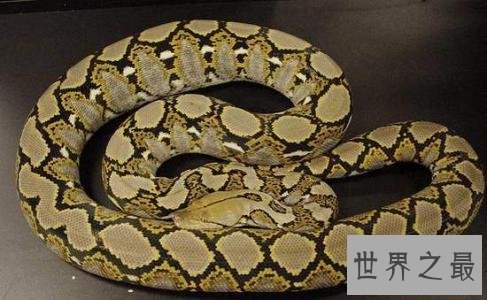 现存的世界最大蟒蛇 一口吃个鳄鱼!