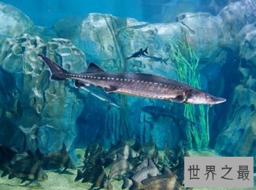 淫鱼到底是什么鱼,没想到淫鱼竟然这么独特!