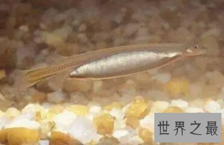 传说中的牙签鱼,牙签鱼究竟是什么样子的?