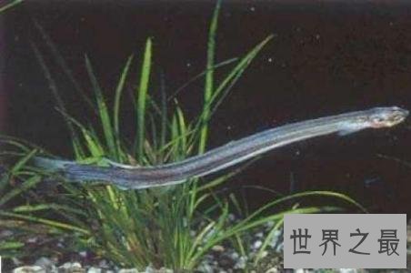传说中的牙签鱼,牙签鱼究竟是什么样子的?