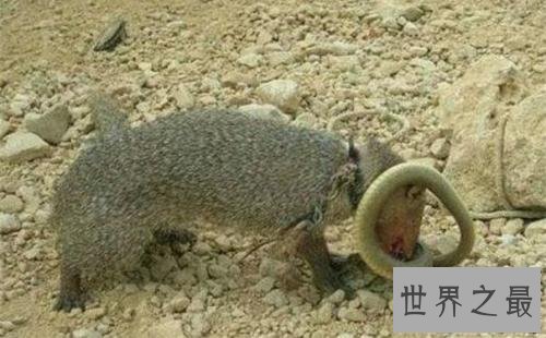 蛇怕什么,这些东西就是蛇的终极克星!