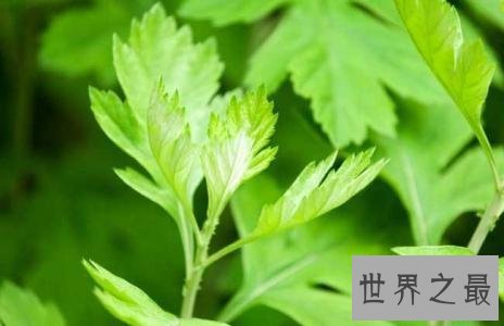 蛇怕什么,这些东西就是蛇的终极克星!