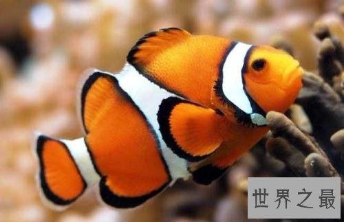 世界上最忧伤的鱼,直接丑到没朋友