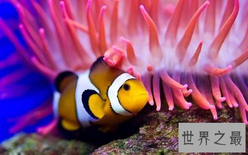 世界上最忧伤的鱼,直接丑到没朋友