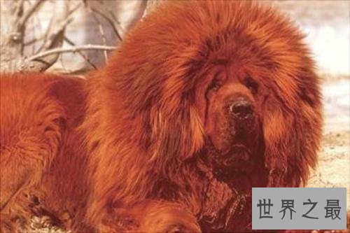 纯红藏獒成为富豪新宠,看家护院的不二选择