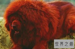 纯红藏獒成为富豪新宠，看家护院的不二选择
