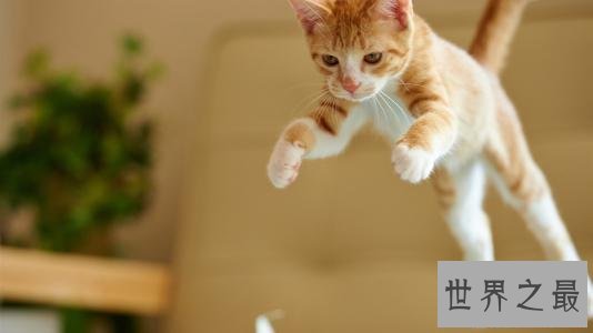 黄油猫悖论是什么东西?虚假的理论博取关注度罢了