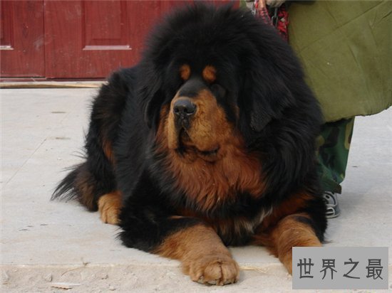 世界上最大的藏獒站起来,相当于一个一米八的成年人