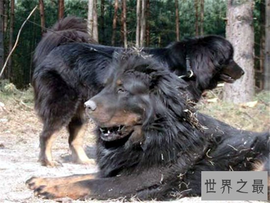 世界上最大的藏獒站起来,相当于一个一米八的成年人