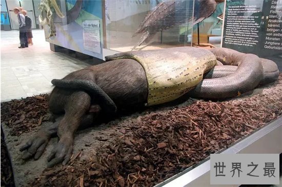 世界最大的蛇一口能吃掉一个成年人,凶猛程度可想而知