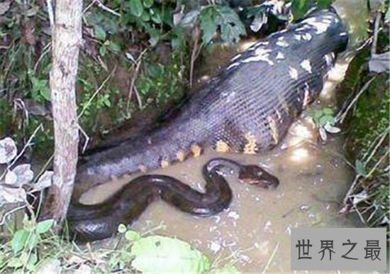 世界最大的蛇一口能吃掉一个成年人,凶猛程度可想而知