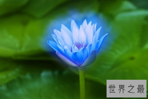 世界上最美的花,没有人可以抵挡住它们的魅力