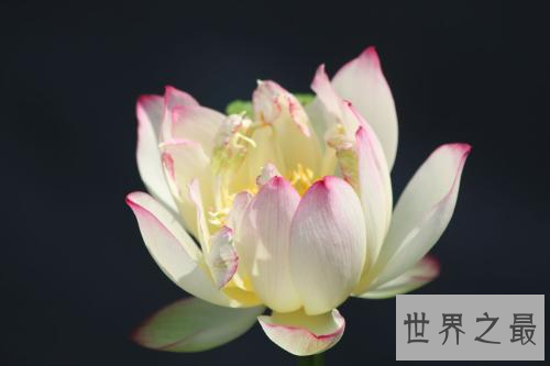 世界上最美的花,没有人可以抵挡住它们的魅力