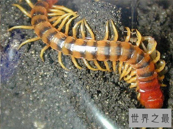 你见过最大的蜈蚣吗,看了之后会令你毛骨悚然