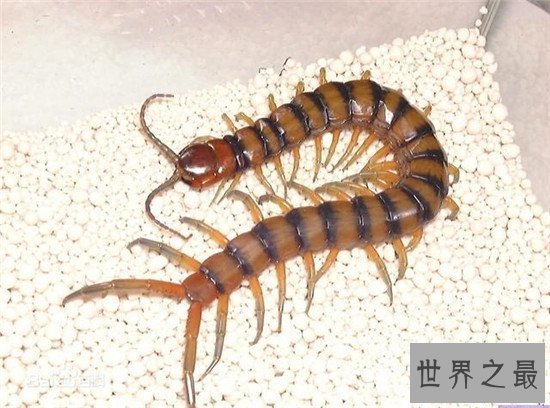 你见过最大的蜈蚣吗,看了之后会令你毛骨悚然