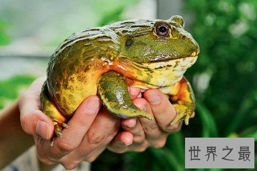 史上最大非洲牛蛙 一种可怕的吃人肉的蛙