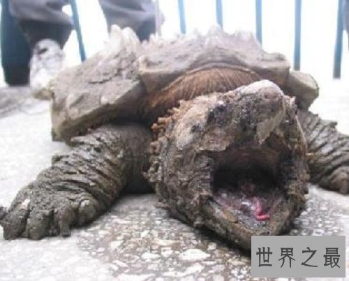 大鳄龟,世界上最大的水龟,咬合力惊人,极度危险