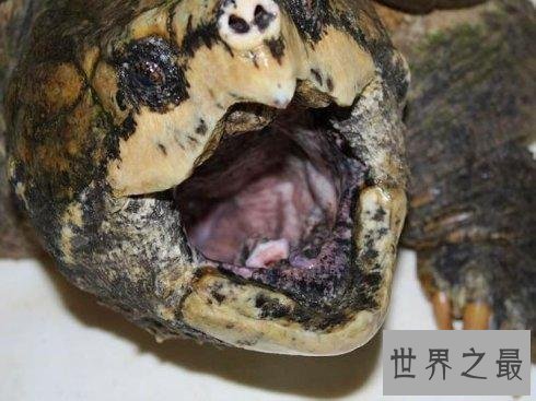 大鳄龟,世界上最大的水龟,咬合力惊人,极度危险