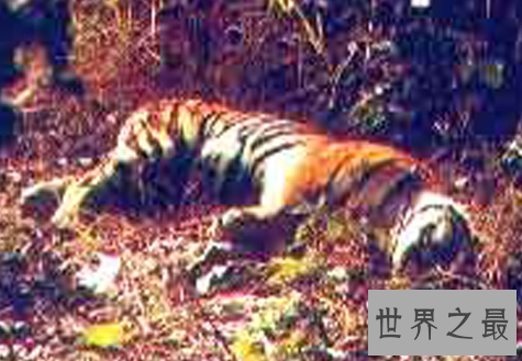 一起来看查吉尔 一只永不后退的老虎