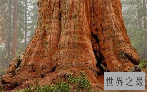 雪曼将军树,响当当的世界爷