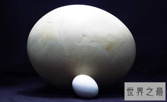 世界上最大的蛋,象鸟蛋比100个鸡蛋还要大