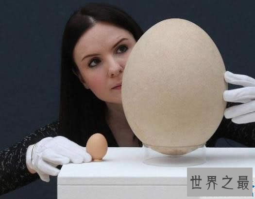 世界上最大的蛋,象鸟蛋比100个鸡蛋还要大