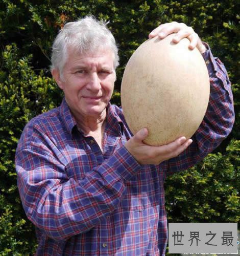 世界上最大的蛋,象鸟蛋比100个鸡蛋还要大