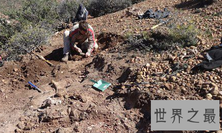 世界上最大的恐龙化石,一根骨头2.4米(总高7层楼)