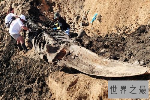 世界上最大的恐龙化石,一根骨头2.4米(总高7层楼)