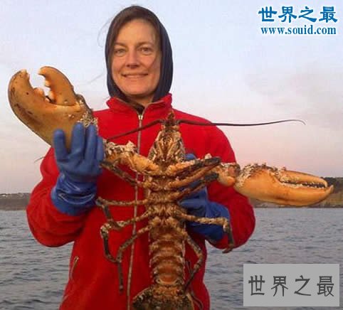 世界上最大的龙虾,长1.2米重40斤的大龙虾(图片)