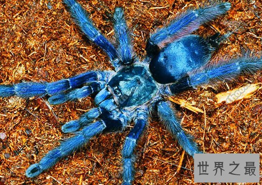 世界上最大的蜘蛛,亚马逊巨人食鸟蛛(0.3米长)