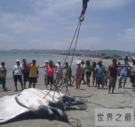 世界上最大的淡水鱼,1吨多重的巨型黄貂鱼(组图)