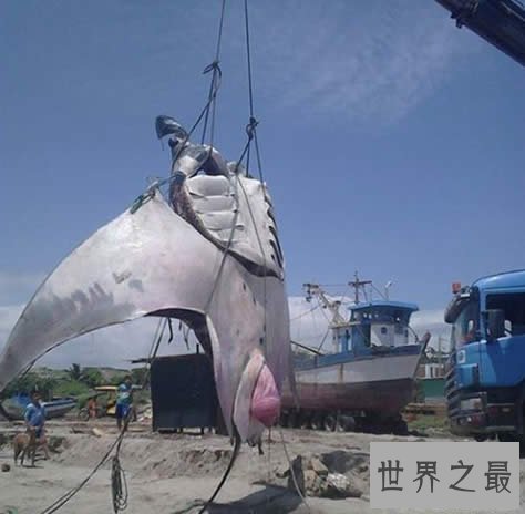 世界上最大的淡水鱼,1吨多重的巨型黄貂鱼(组图)