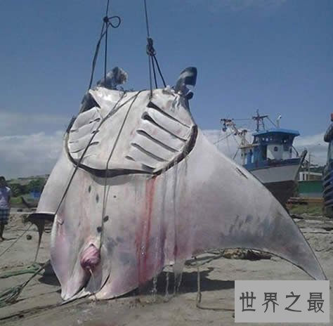 世界上最大的淡水鱼,1吨多重的巨型黄貂鱼(组图)