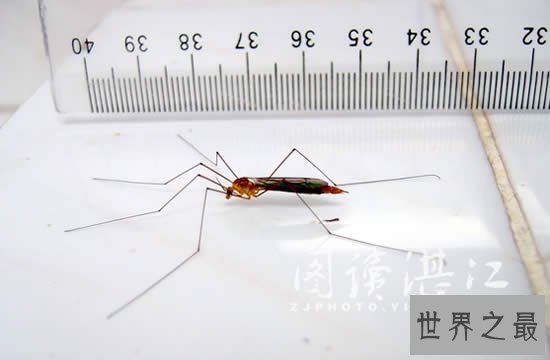 世界上最大的蚊子,华丽巨蚊(长达恐怖的0.4米)