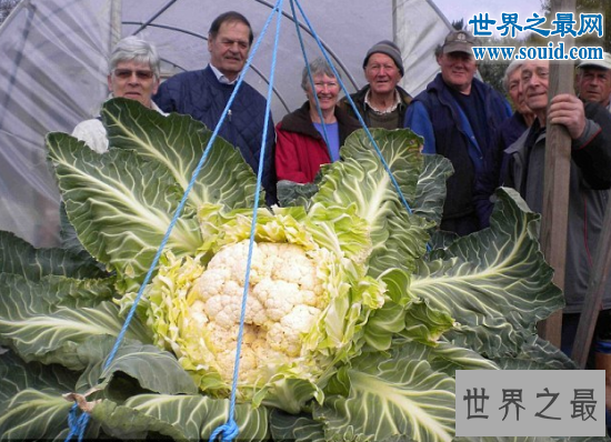 世界上最大的花菜,英国老汉种出54斤超级大花菜