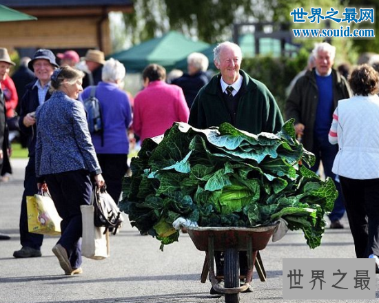 世界上最大的花菜,英国老汉种出54斤超级大花菜