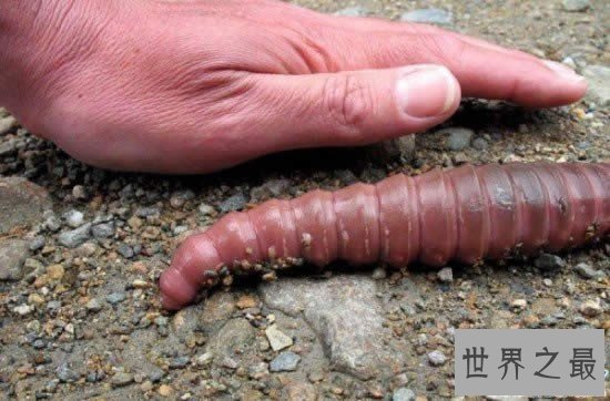 世界上最大的蚯蚓,澳大利亚巨型蚯蚓长达3米(图)