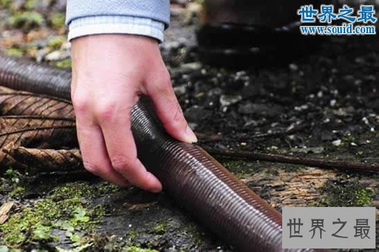 世界上最大的蚯蚓,澳大利亚巨型蚯蚓长达3米(图)