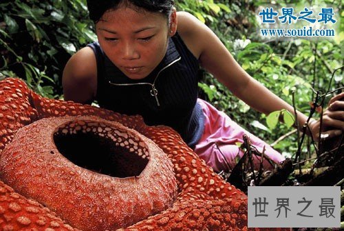 世界上最大的花,大王花图片(传说中的食人花)