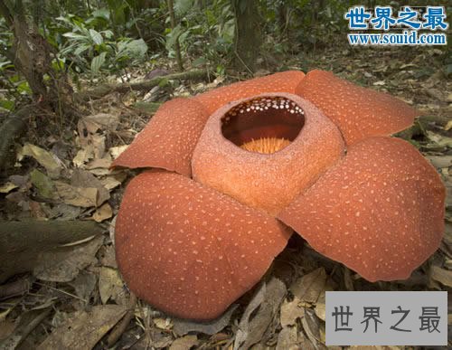 世界上最大的花,大王花图片(传说中的食人花)